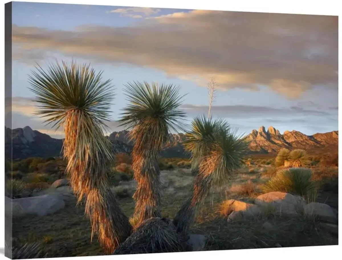 Yucca and Organ Mountains near Las Cruces, New Mexico-Canvas Art-40x30