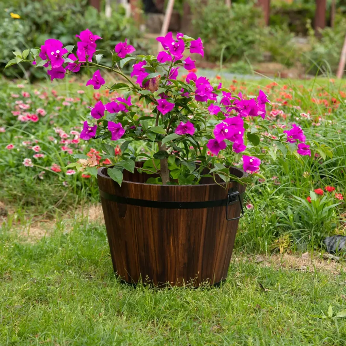 Wooden Whiskey Barrel Planters, Medium