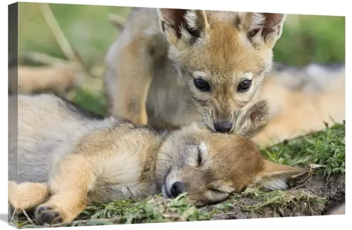 Black-backed Jackal pups, six weeks old, playing, Masai Mara, Kenya-Canvas Art-30x20
