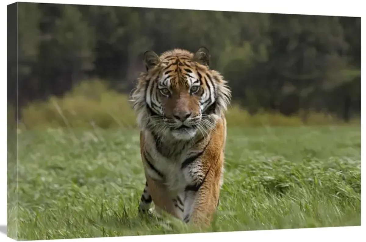 Siberian Tiger walking, endangered, native to Siberia-Canvas Art-30x20