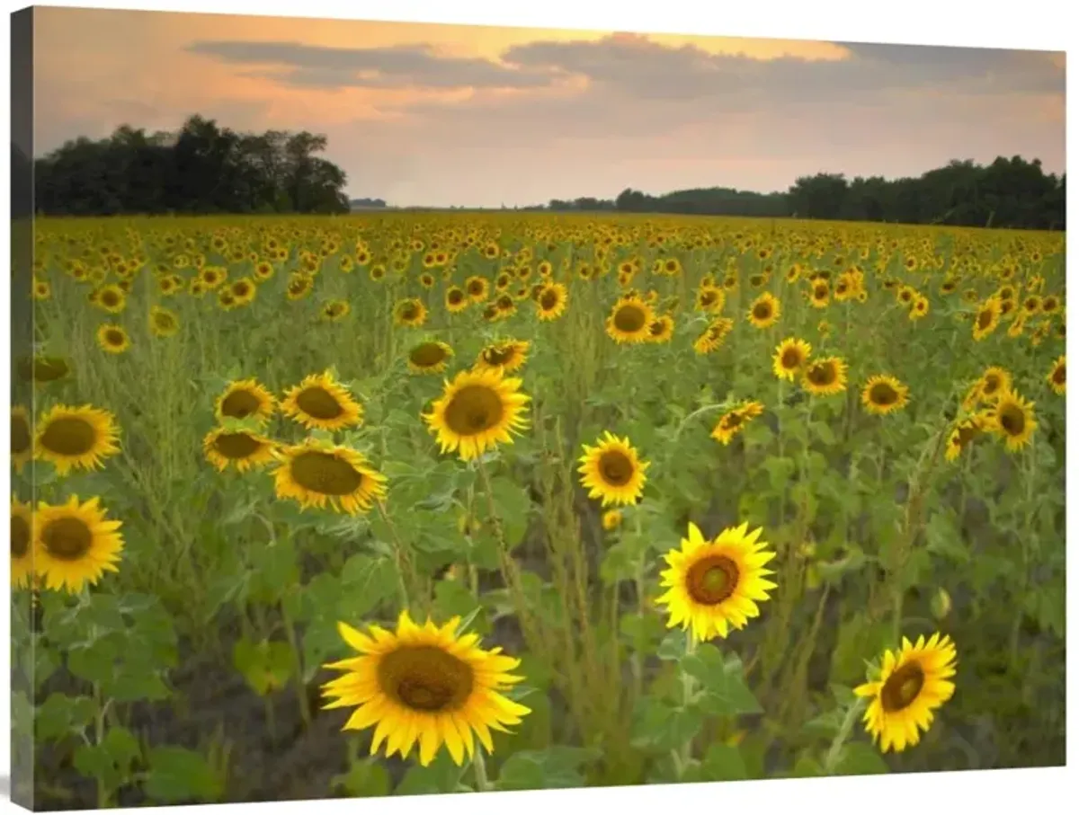 Field of sunflowers, Flint Hills National Wildlife Refuge, Kansas-Canvas Art-40x30