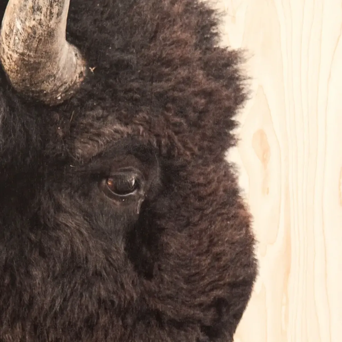 American Bison by Getty Images