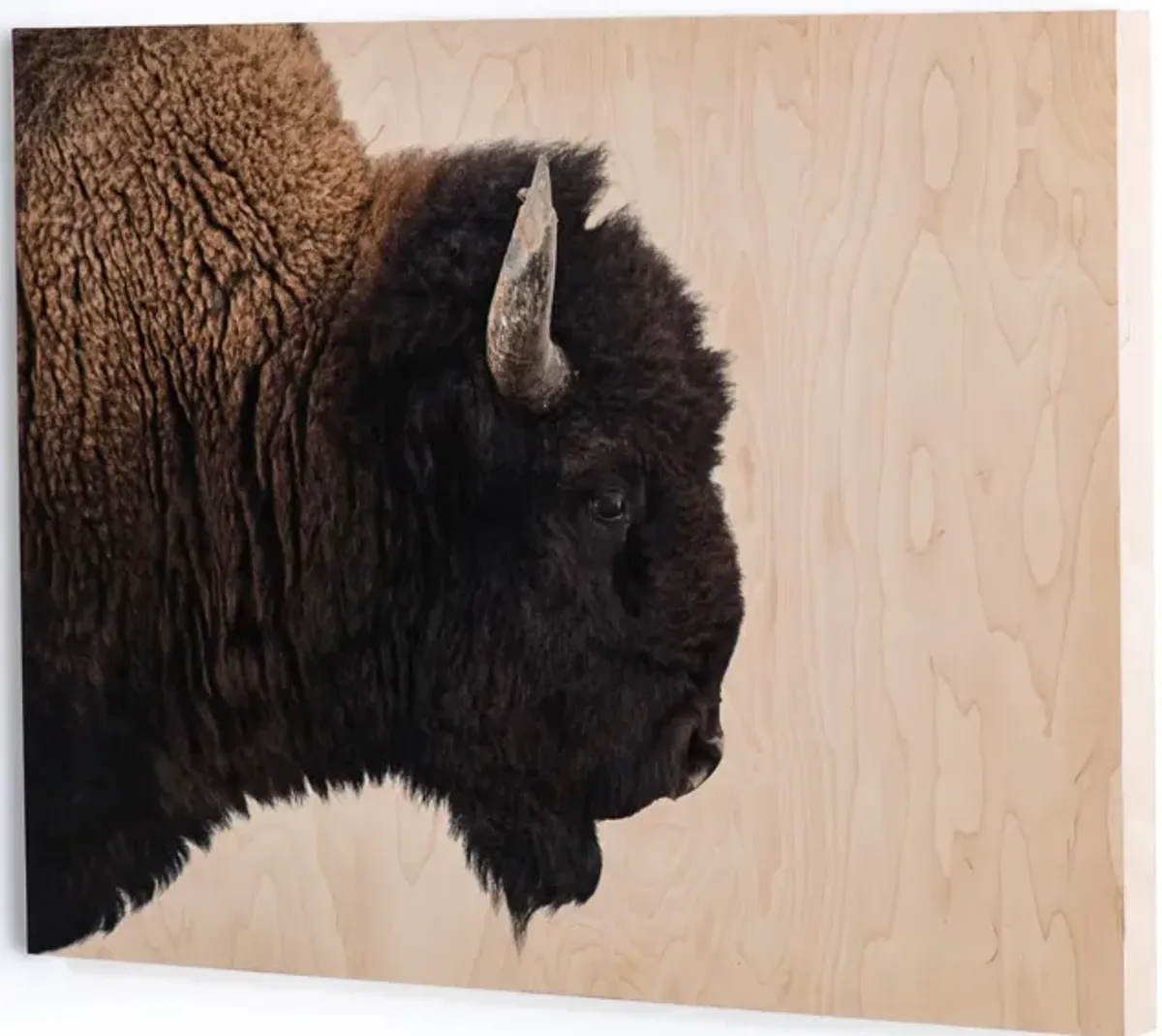American Bison by Getty Images, 40" x 30"
