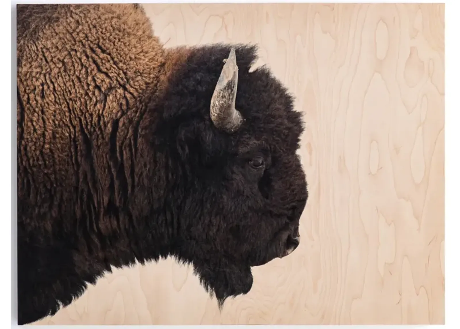 American Bison by Getty Images