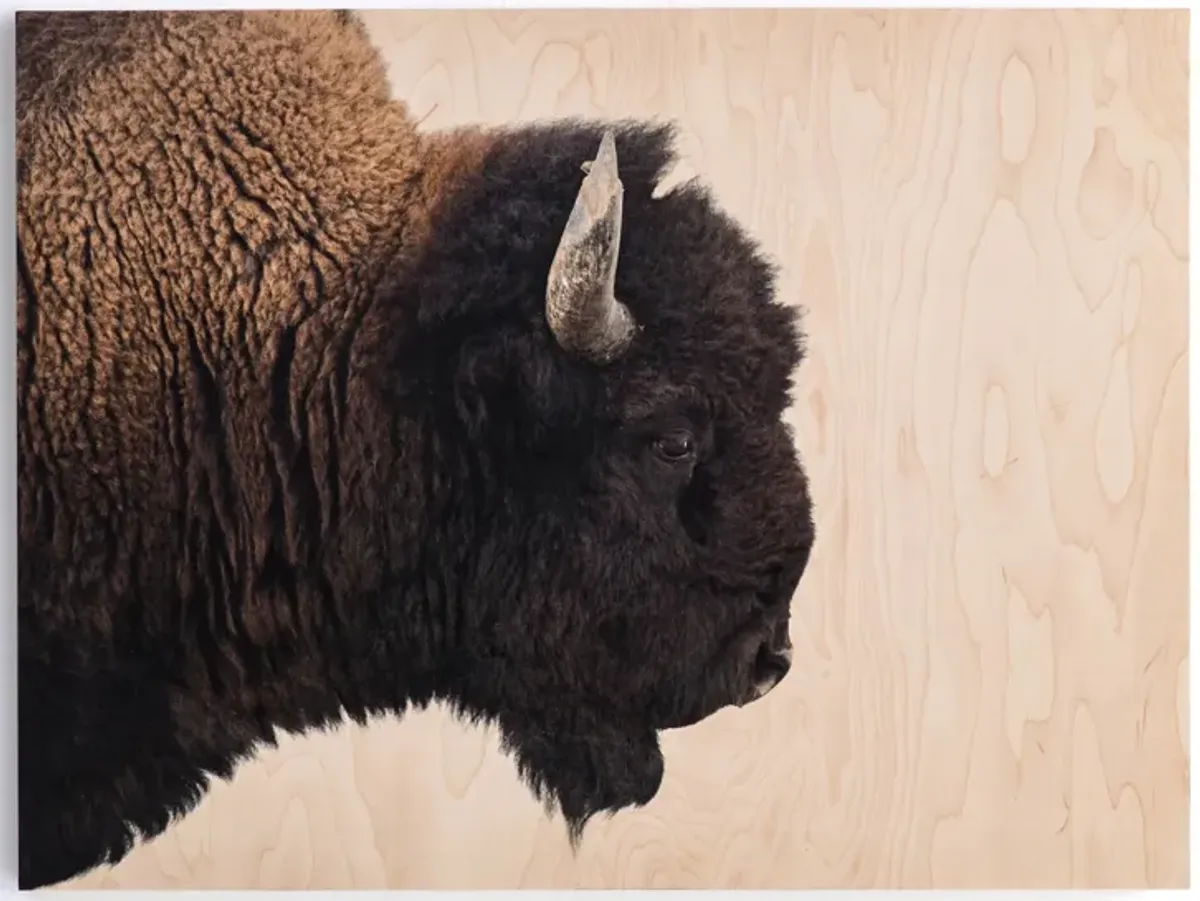 American Bison by Getty Images, 40" x 30"