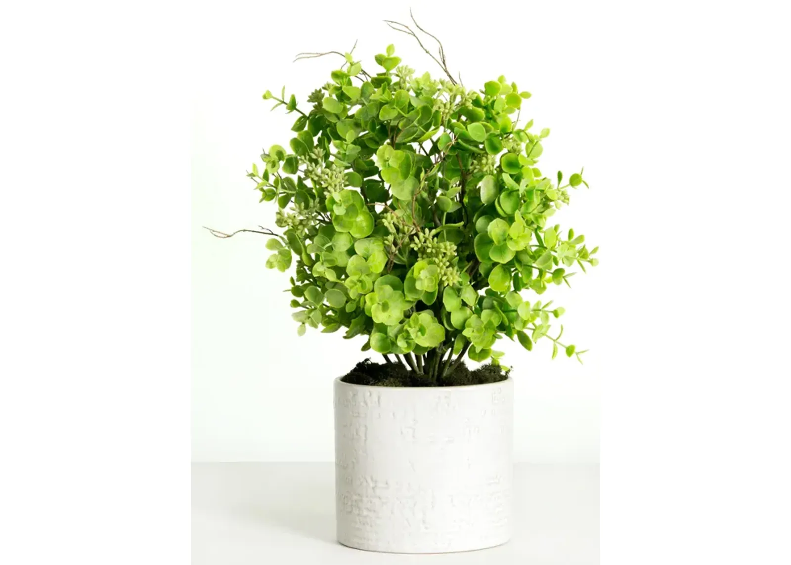 Seeded Eucalyptus Plant In White Planter - 16"