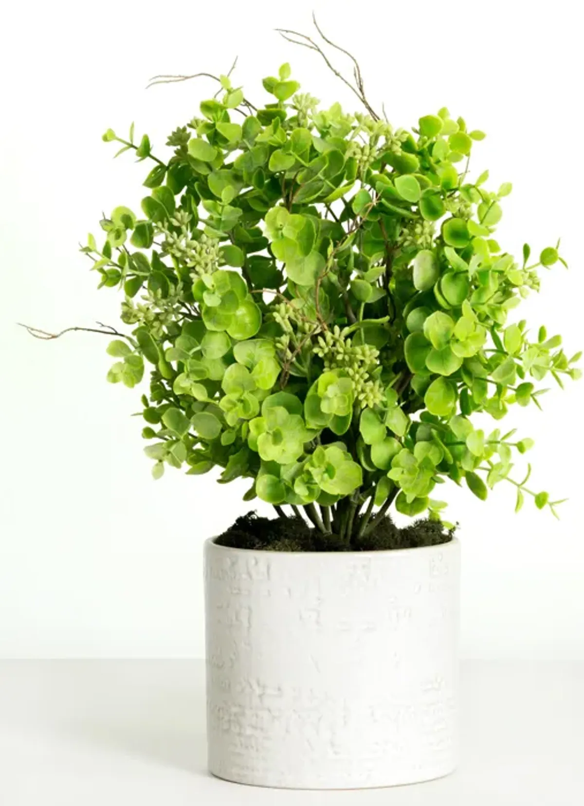 Seeded Eucalyptus Plant In White Planter - 16"