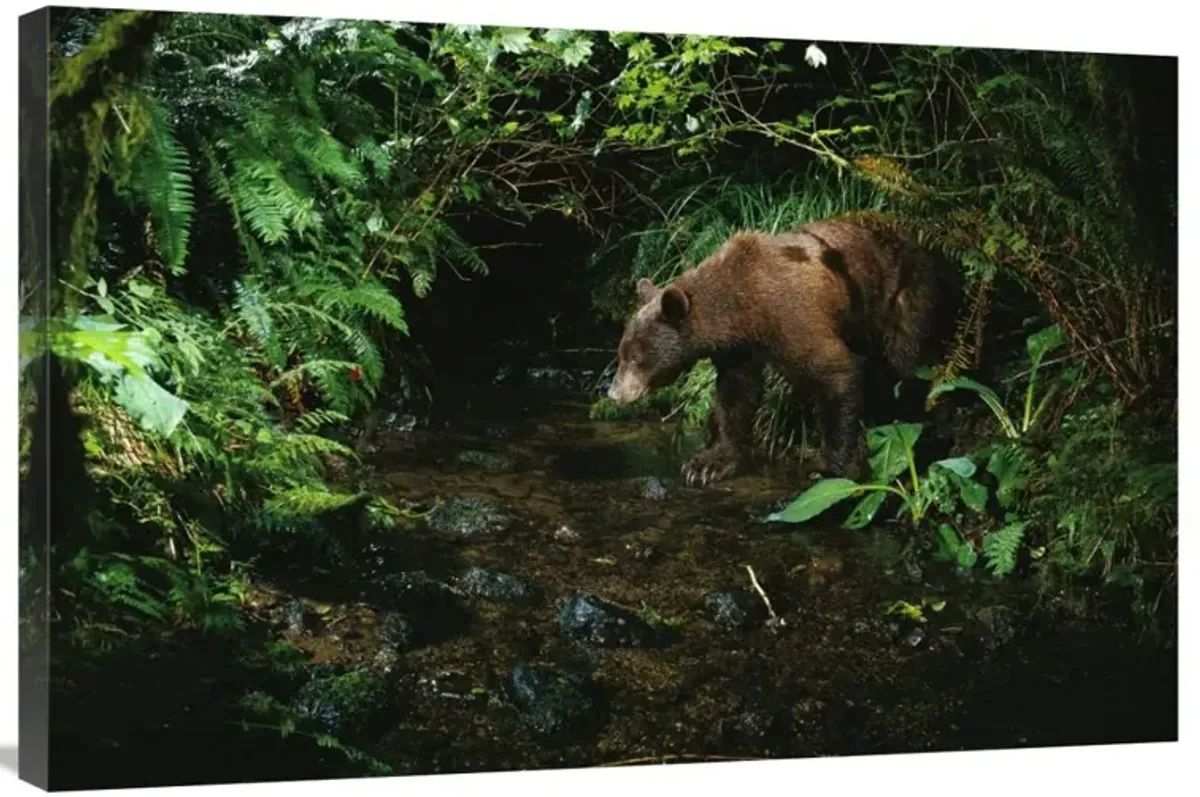 Black Bear at night shot with a remote camera, de-commissioned army camp in Bonneville, Washington-Canvas Art-36x24