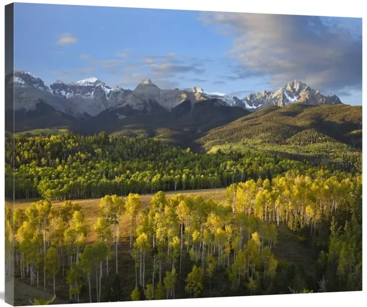 Quaking Aspen forest and Mount Sneffels, San Juan Mountains, Colorado-Canvas Art-36x29.88