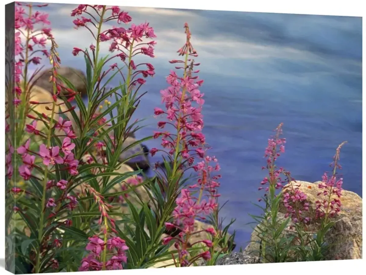 Fireweed against flowing stream, North America-Canvas Art-32x24