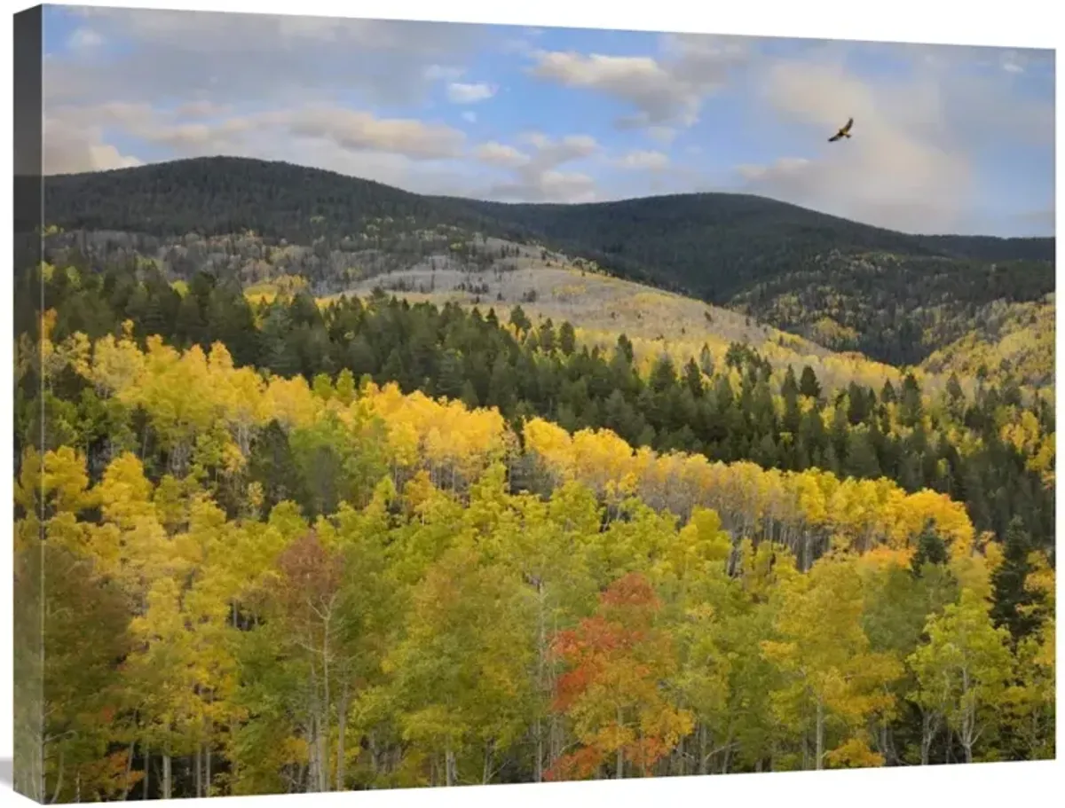 Coopers Hawk, Santa Fe National Forest, Sangre de Cristo Mountains, New Mexico-Canvas Art-32x24