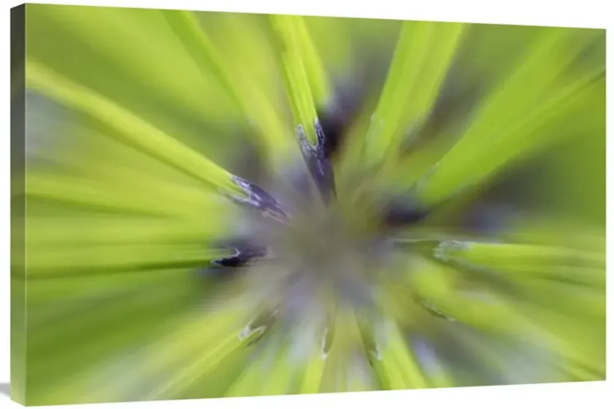 Giant Horsetail FernDetail-Canvas Art-36x24