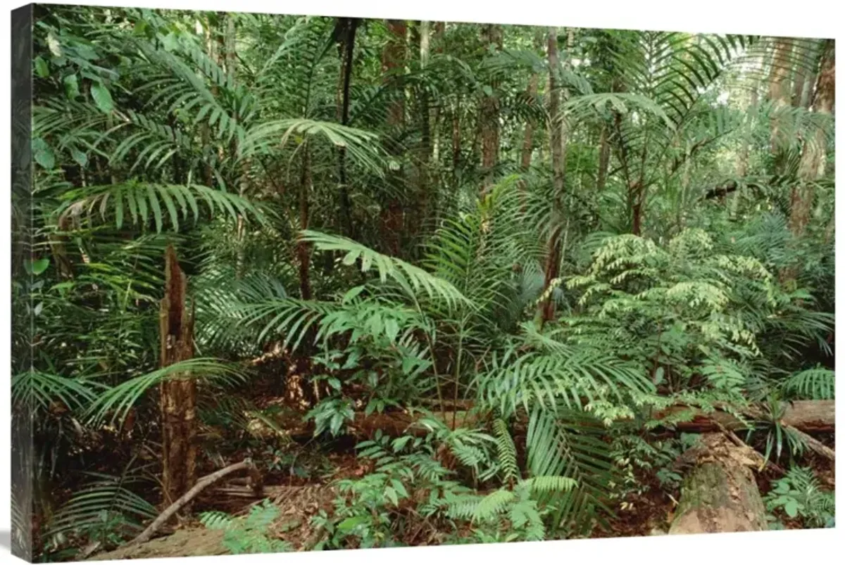 Mixed lowland dipterocarp tropical rainforest interior, Taman Negara National Park, Malaysia-Canvas Art-36x24