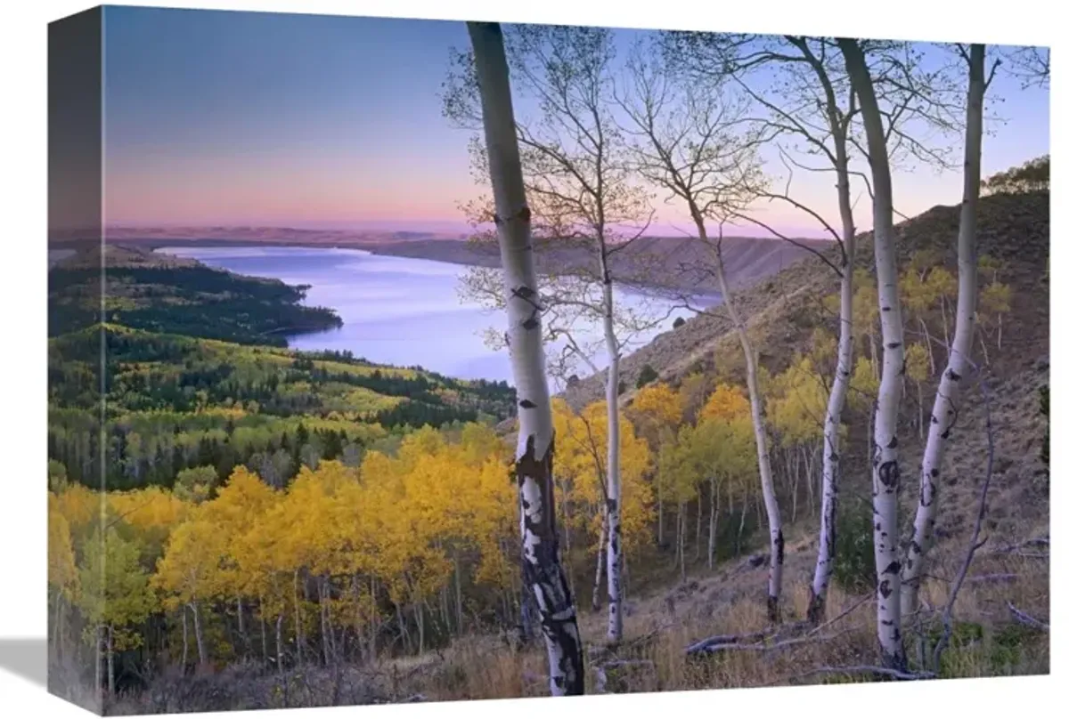 Aspen forest overlooking Fremont Lake, Bridger-Teton National Forest, Wyoming-Canvas Art-16x12