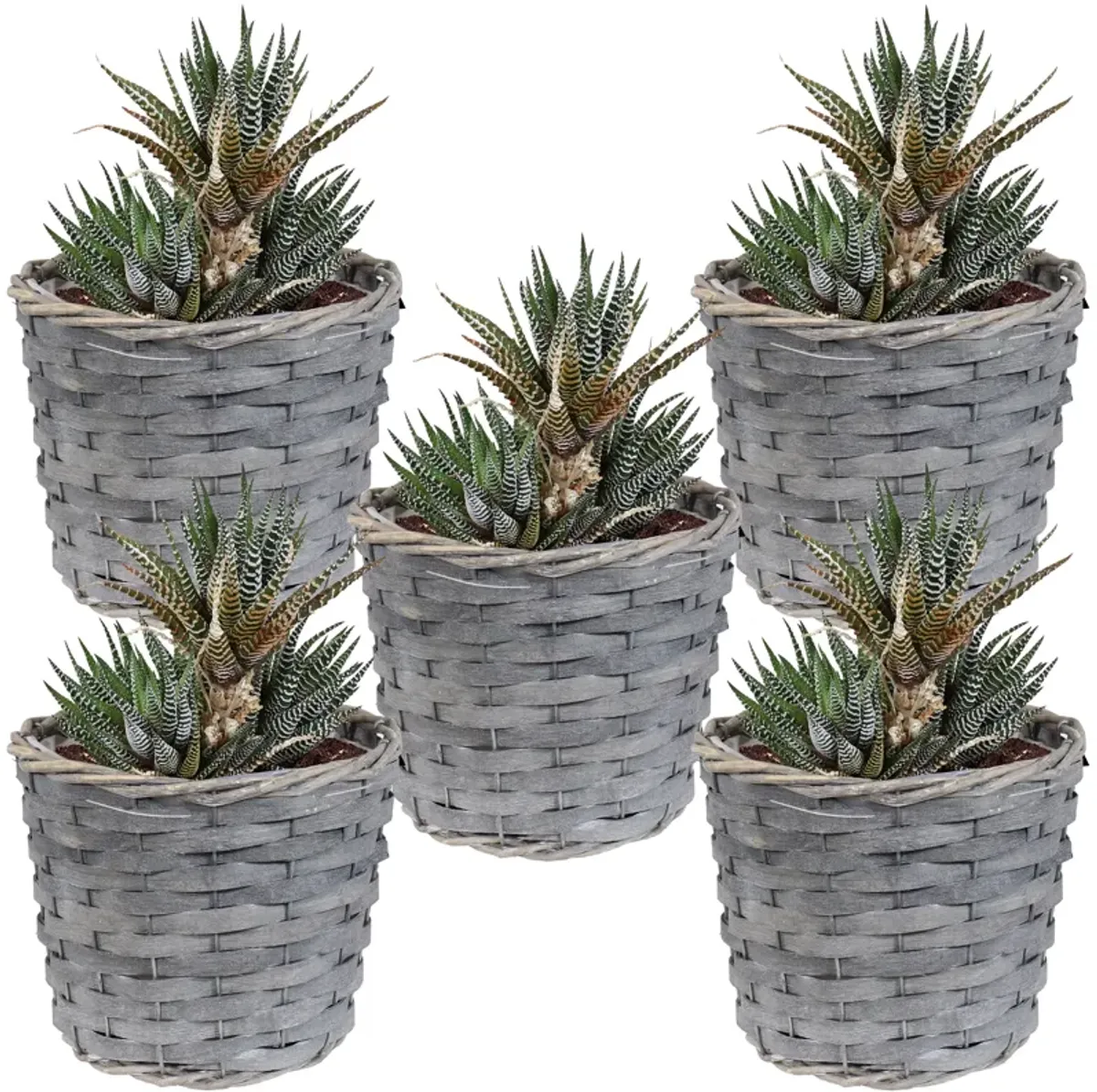 Sunnydaze 6.75 in Rattan Wicker Basket Planters with Lining - Set of 5