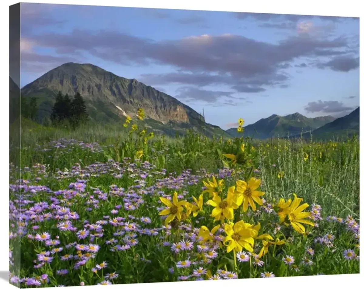 Meadow of Orange Sneezeweed and Smooth Aster, Gothic Mountain in distance, Colorado-Canvas Art-28x22