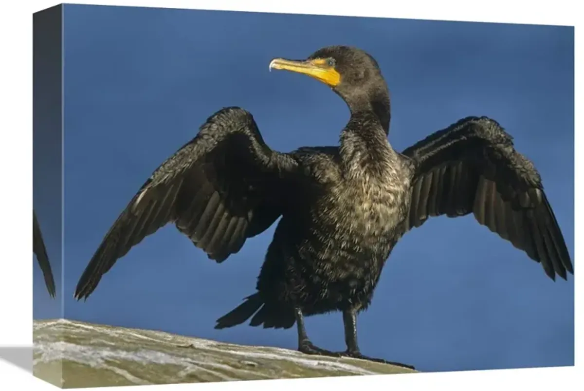 Double-crested Cormorant drying its wings, North America-Canvas Art-16x12