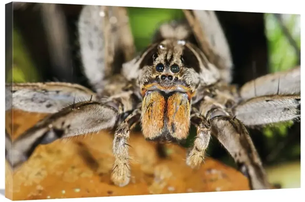 Wolf Spider, Mindo, western slope of Andes, Ecuador-Canvas Art-36x24