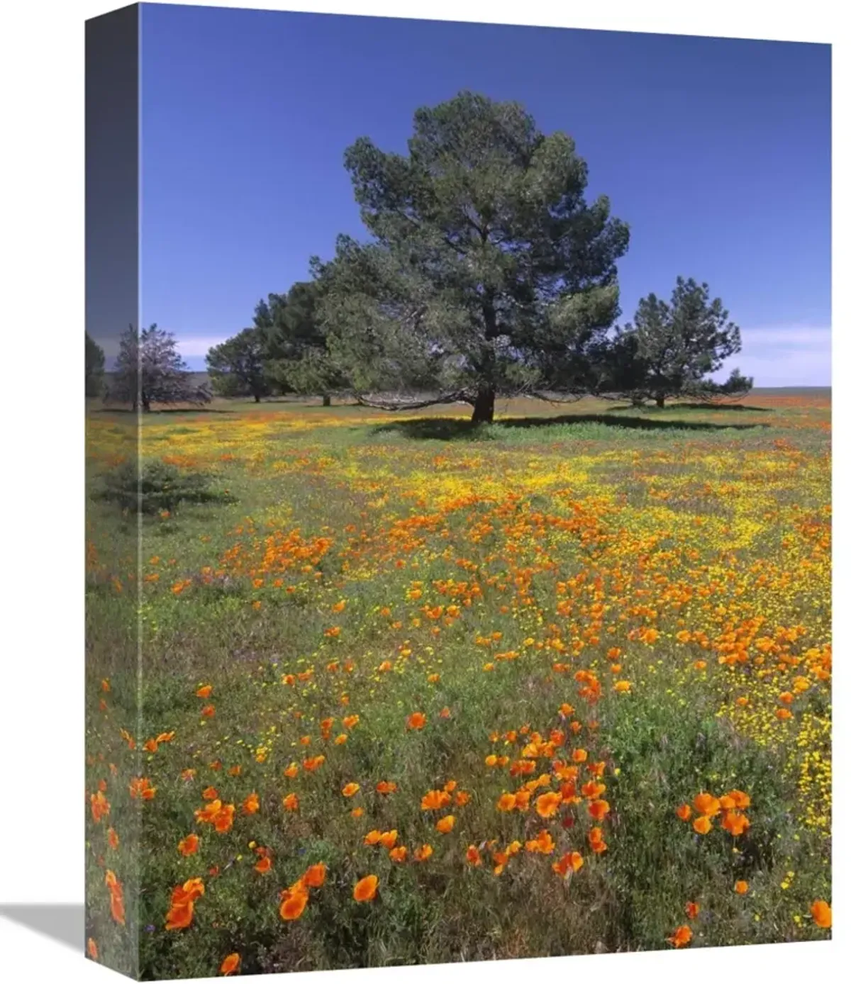 California Poppy and Eriophyllum field, Antelope Valley, California-Canvas Art-12x16