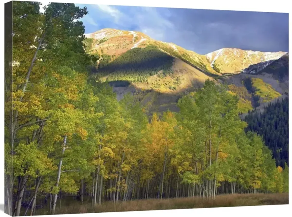 Quaking Aspen trees and Highland Peak, Colorado-Canvas Art-32x24