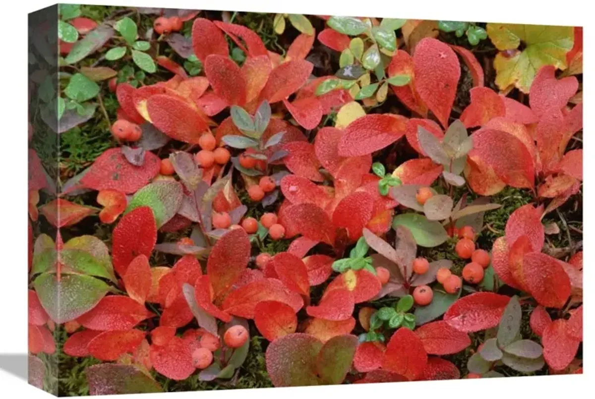 Bearberry on forest floor in autumn, Yukon Territory, Canada-Canvas Art-16x12