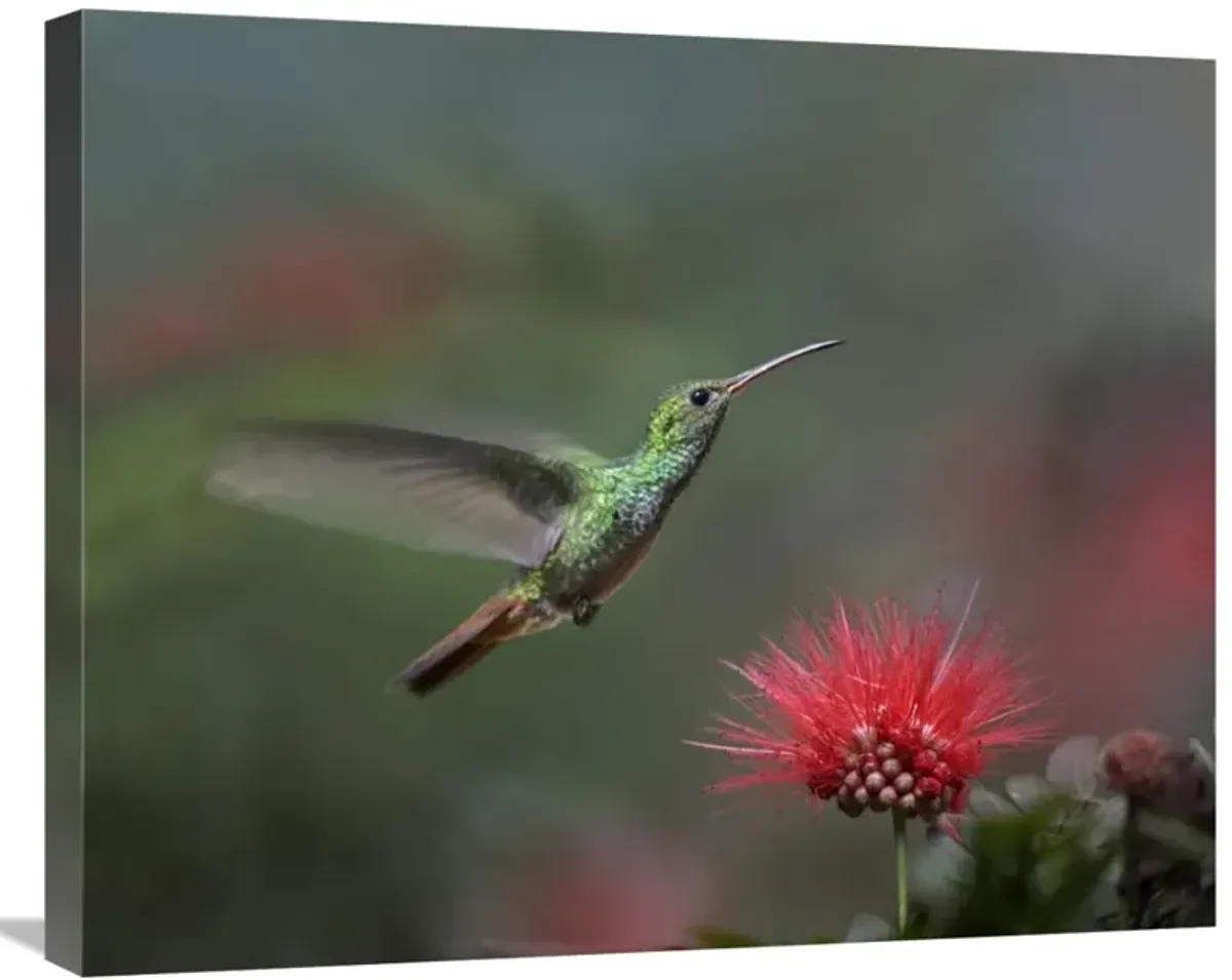 Rufous-tailed Hummingbird at Fairy Duster flower, Costa Rica-Canvas Art-28x22