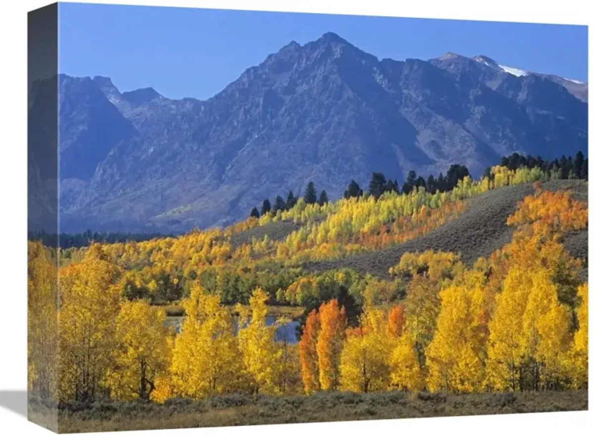 Ranger Peak and Aspen forest in autumn, Grand Teton National Park, Wyoming-Canvas Art-16x12
