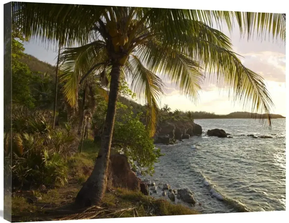 Wilkes Point at sunset with palm trees, Roatan Island, Honduras-Canvas Art-32x24