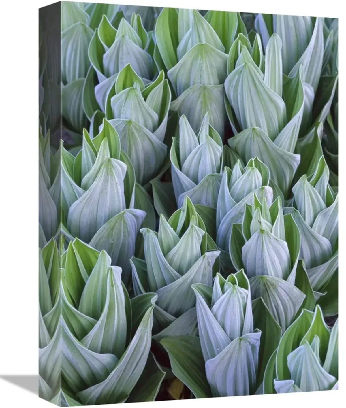 False Hellebore with frost, Gothic, Colorado-Canvas Art-12x16