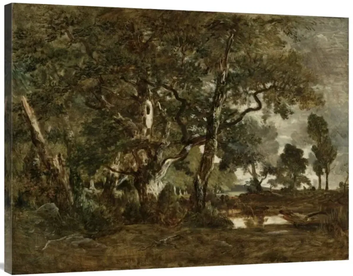 Forest of Fontainebleau, Cluster of Tall Trees Overlooking the Plain of Clair-Bois at the Edge of Bas-Breau-Canvas Art-40x30