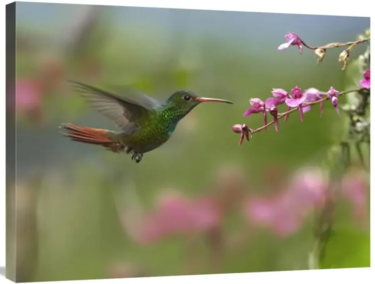 Rufous-tailed Hummingbird hovering near flower, Ecuador-Canvas Art-32x24