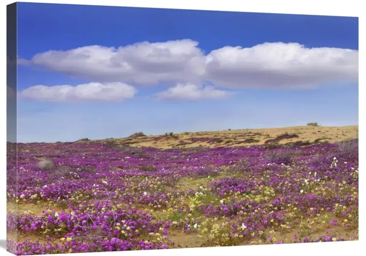 Sand Verbena carpeting the ground, Imperial Sand Dunes, California-Canvas Art-30x21.3