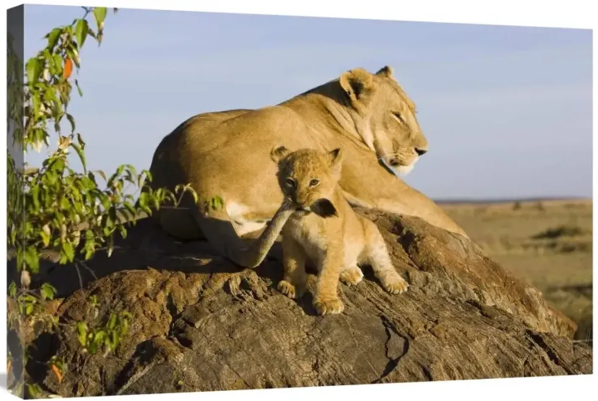 African Lion cub playing with its mothers tail, vulnerable, Masai Mara National Reserve, Kenya-Canvas Art-30x20