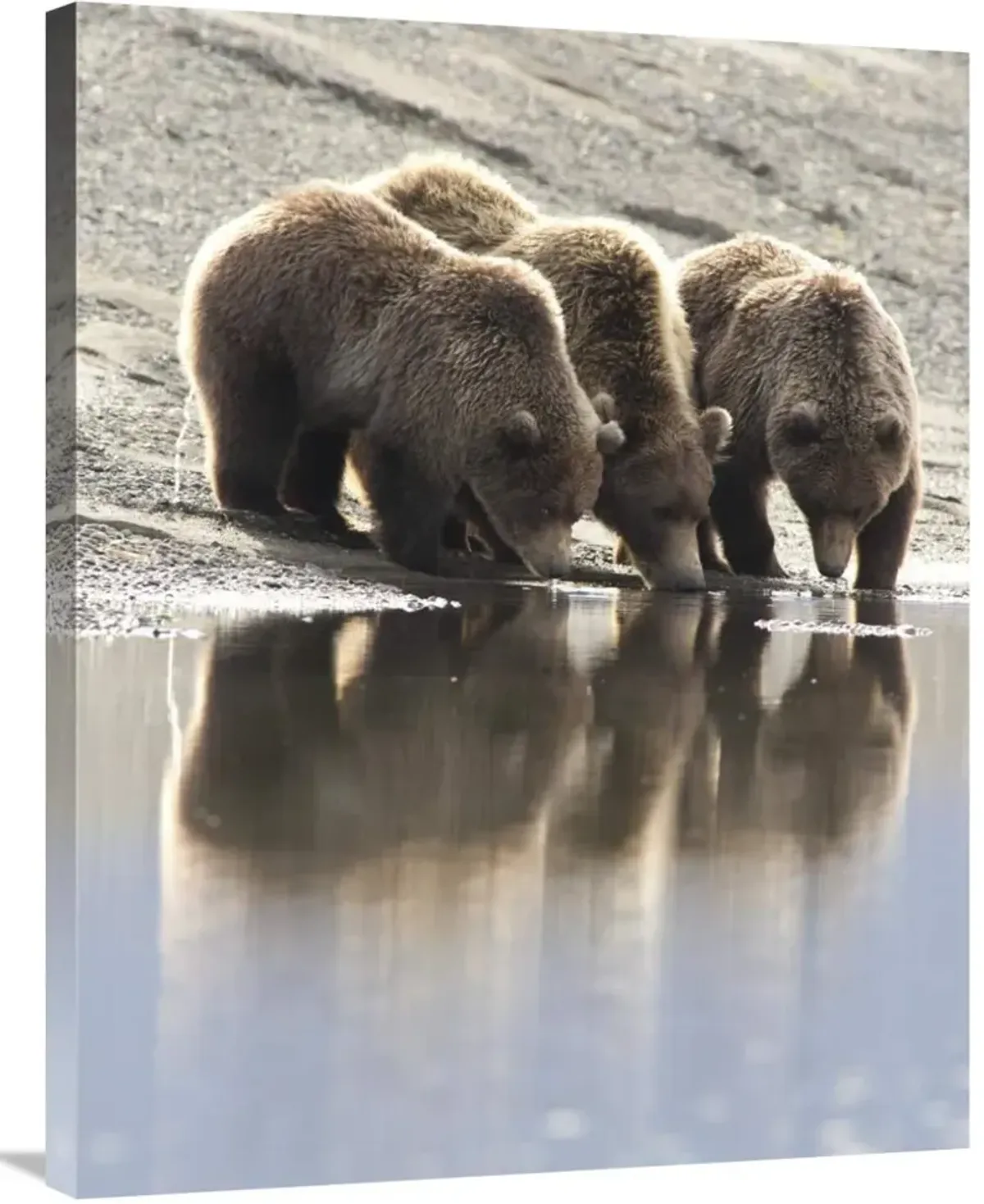 Grizzly Bear mother and yearling cubs drinking, Katmai National Park, Alaska-Canvas Art-28x35