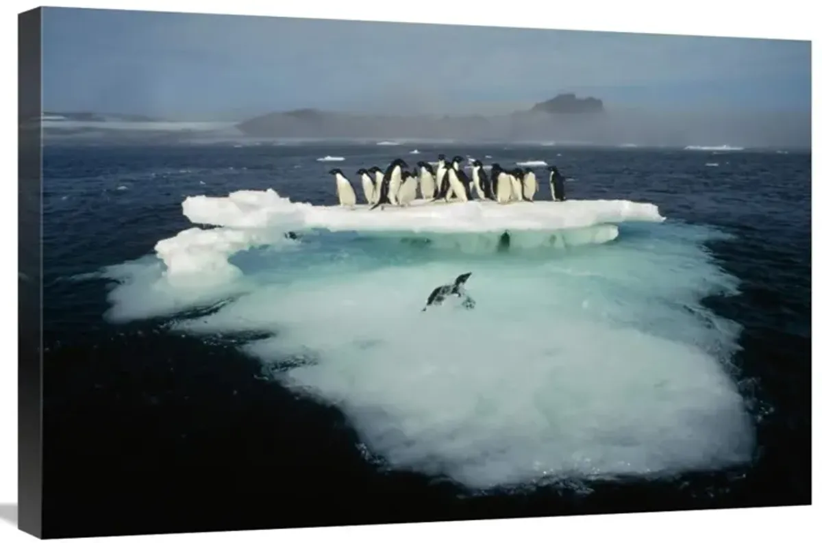 Adelie Penguin crowding on melting summer ice floe, Possession Island, Ross Sea, Antarctica-Canvas Art-30x20