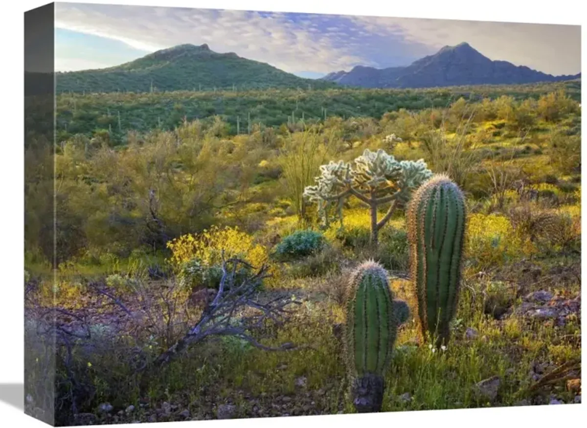 Ajo Mountains, Organ Pipe Cactus National Monument, Sonoran Desert, Arizona-Canvas Art-16x12