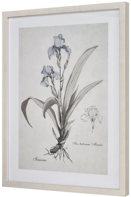 Iris Botanic Framed Wall Art