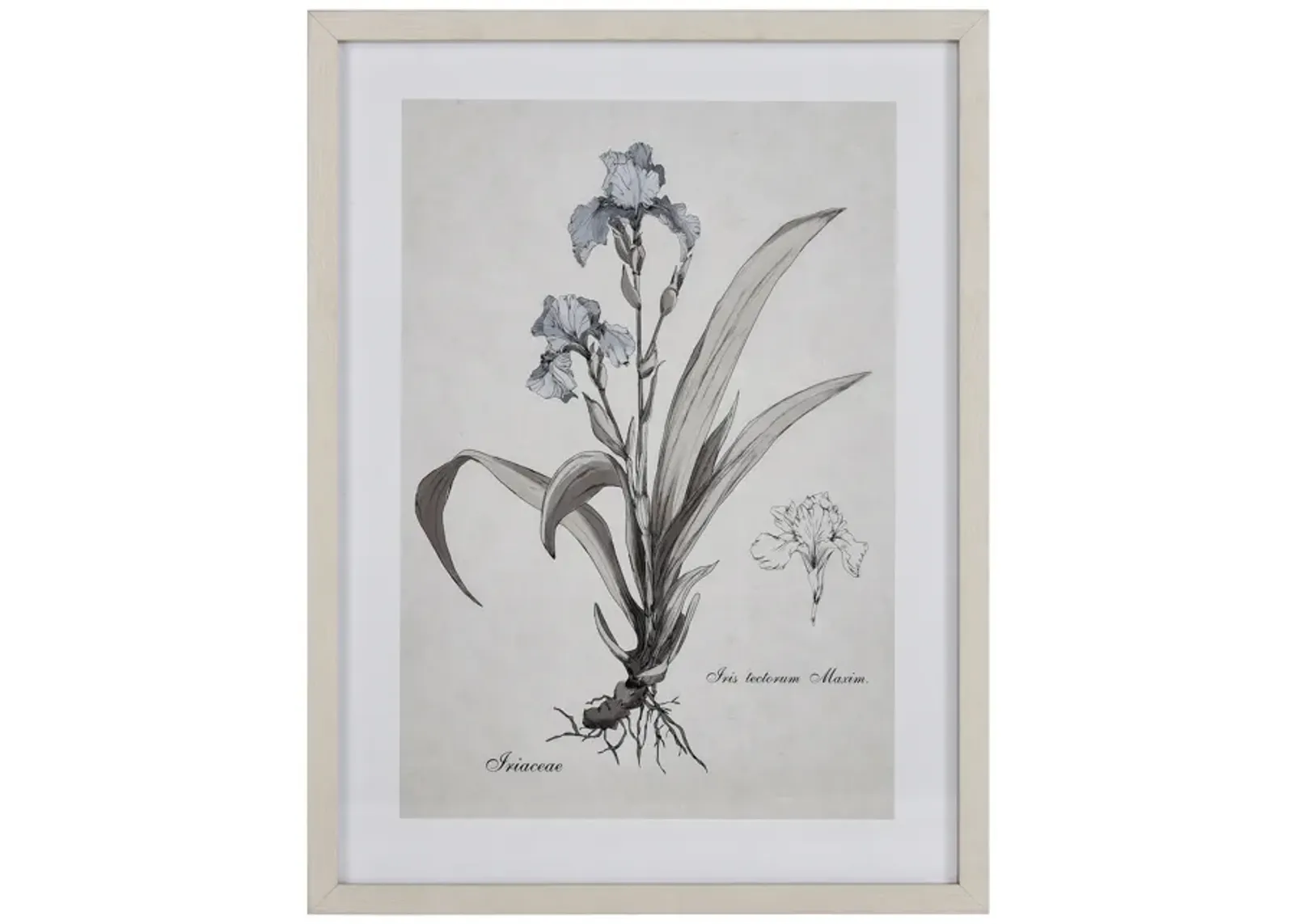 Iris Botanic Framed Wall Art