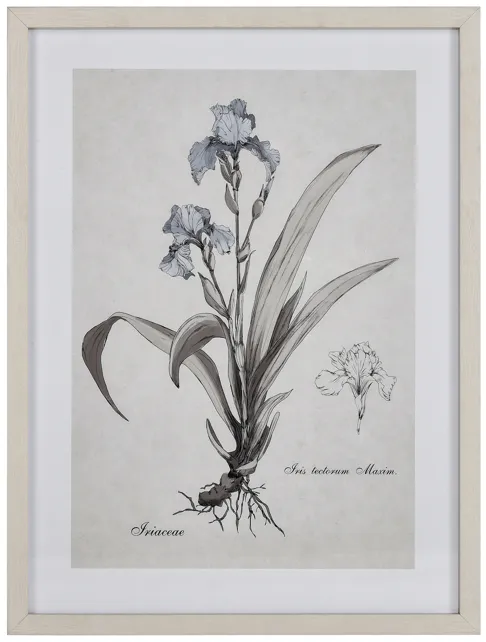 Iris Botanic Framed Wall Art