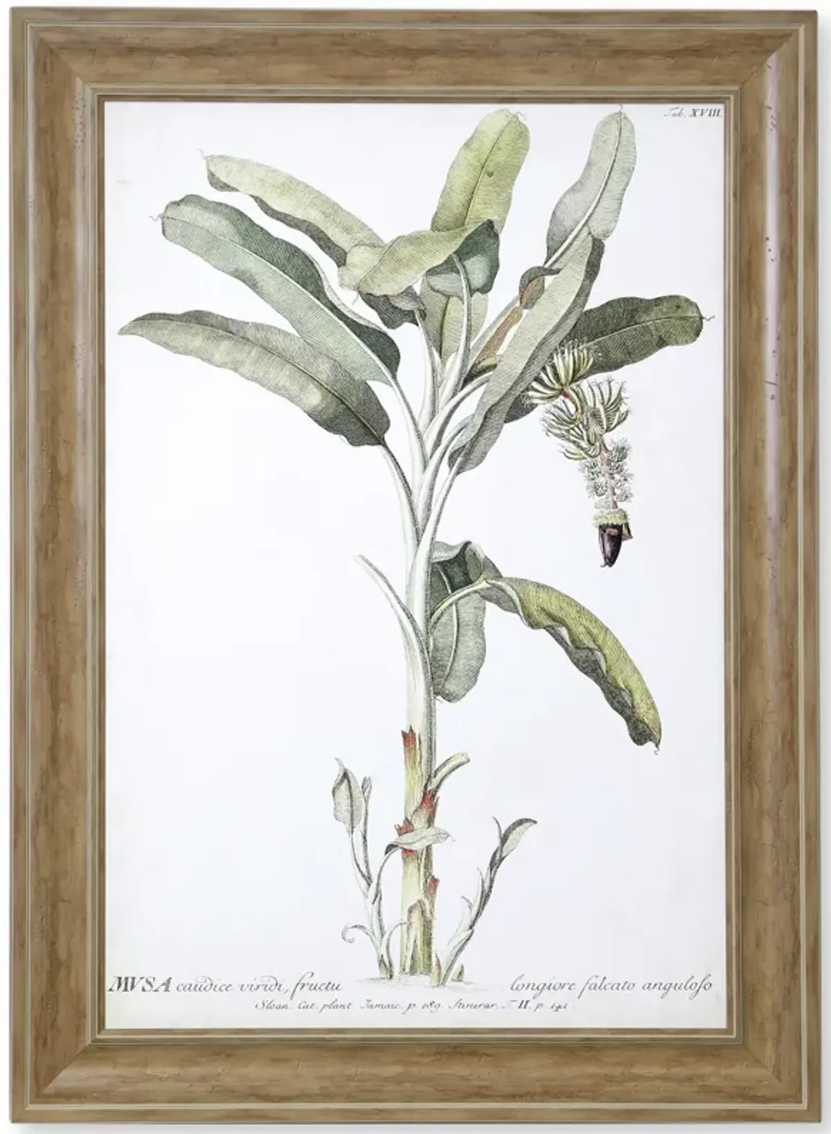 Banana Palm I Framed Print