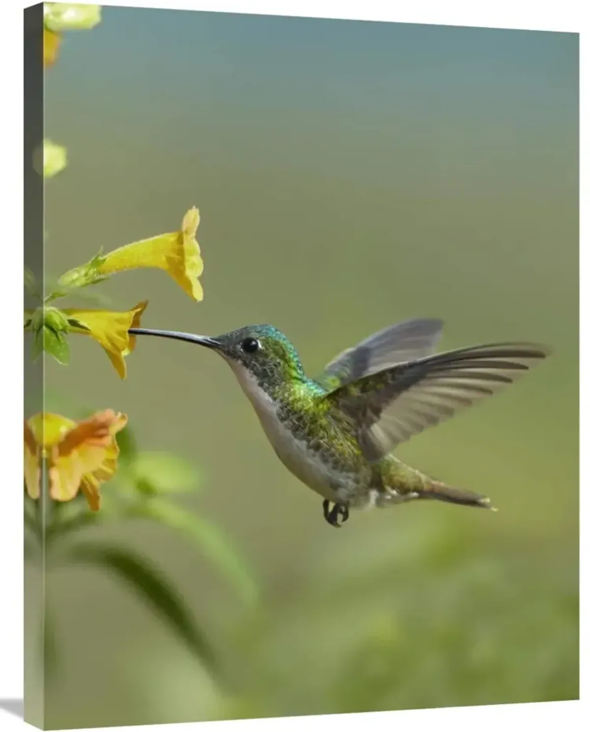 Andean Emerald hummingbird feeding on a yellow flower, Ecuador-Canvas Art-24x32