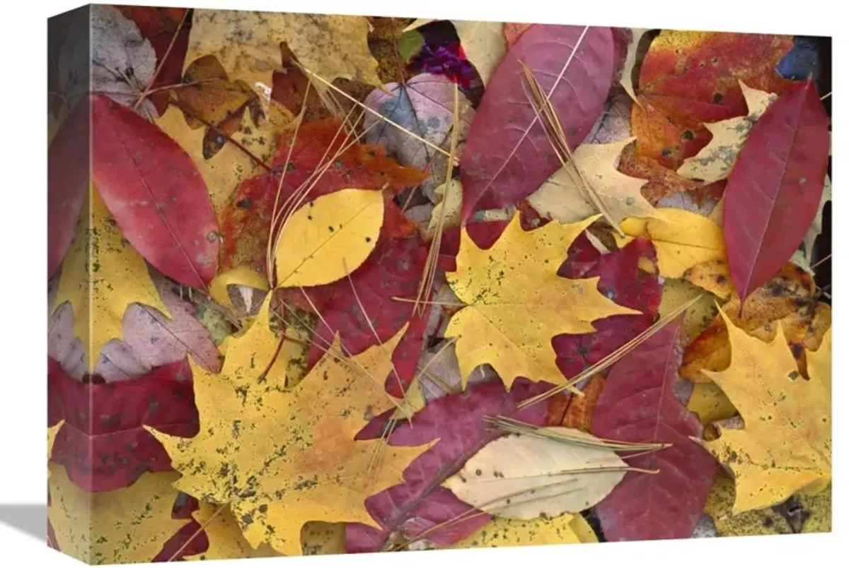 Fall-colored Maple, Sourwood and Cherry leaves, Great Smoky Mountains NP-Canvas Art-16x12
