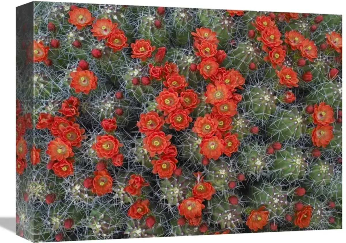 Claret Cup Cactus detail of flowers in bloom, North America-Canvas Art-16x12