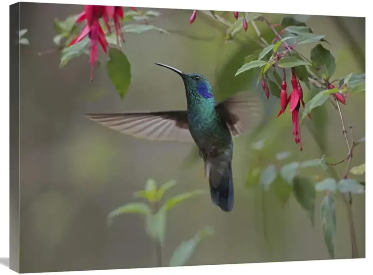 Green Violet-ear hummingbird foraging, Costa Rica-Canvas Art-32x24