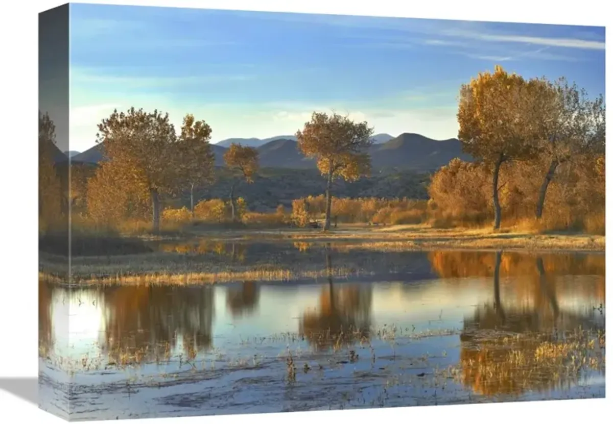 Cottonwood trees and Willows, fall foliage, Bosque del Apache National Wildlife Refuge, New Mexico-Canvas Art-16x12