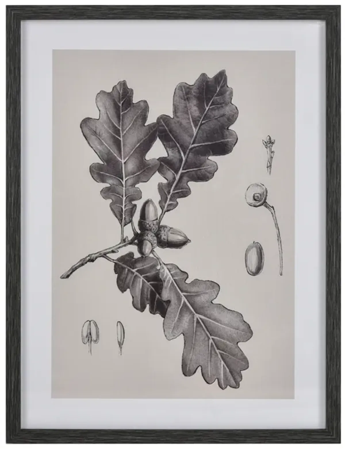 Oak II Botanic Framed Wall Art