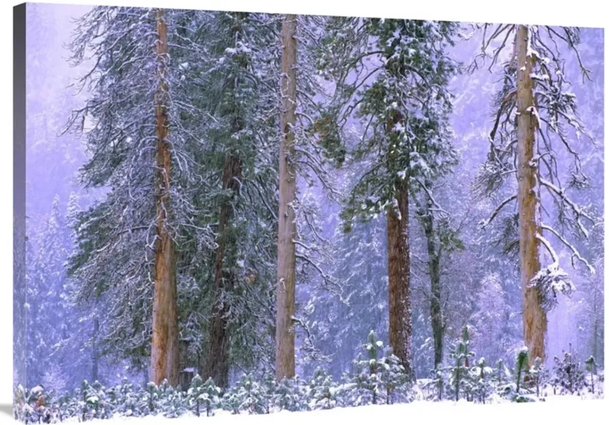 Winter in Yosemite National Park, California-Canvas Art-40x28