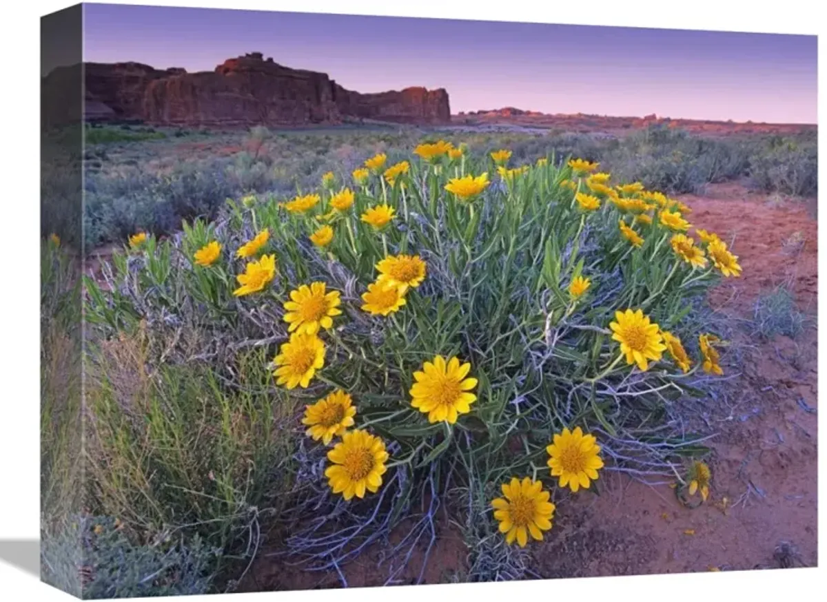 Sunflowers and buttes, Capitol Reef National Park, Utah-Canvas Art-16x12