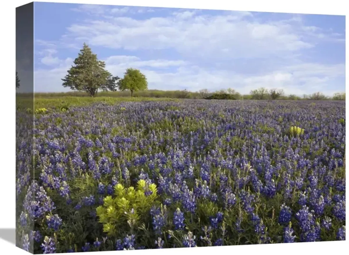 Bluebonnet and Lemon Paintbrush meadow near Albany, Texas-Canvas Art-16x12