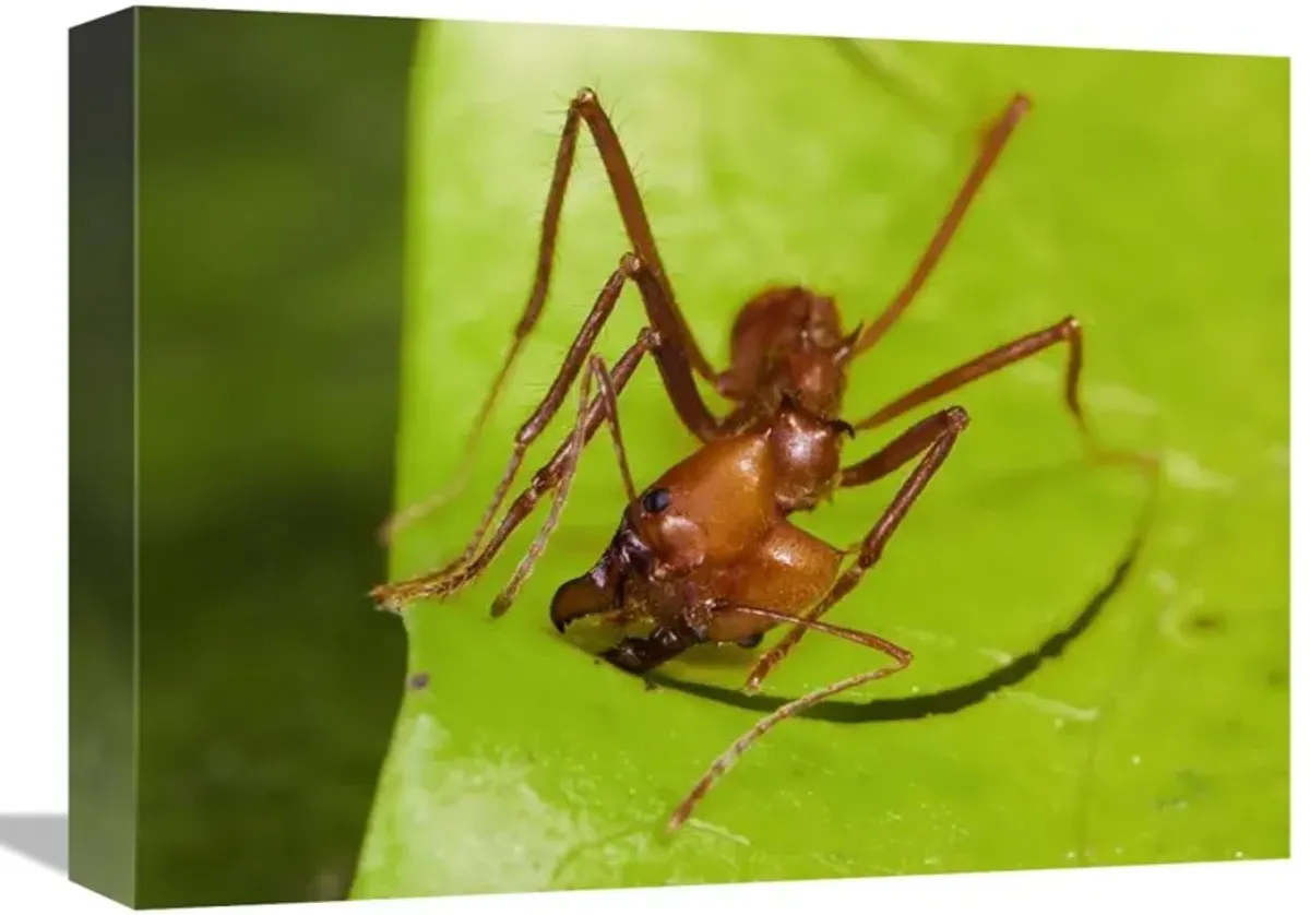 Leafcutter Ant ant cutting leaf, Costa Rica-Canvas Art-16x12